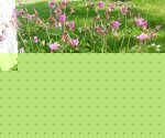Сиреневые многолетники, которые красивы, компактны и не вытесняют другие растения